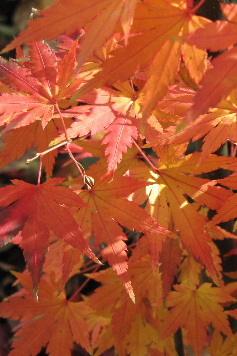 Maple, Japanese Orange Dream