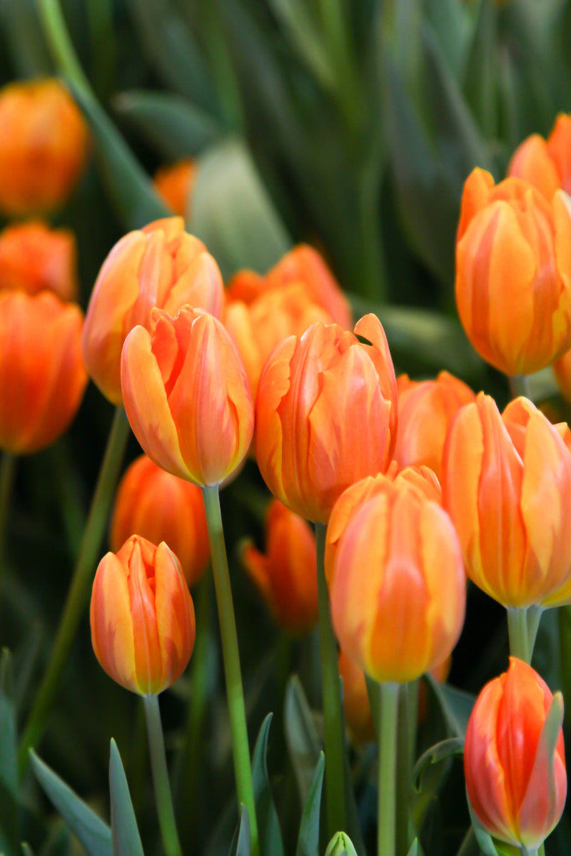 Tulip Orange