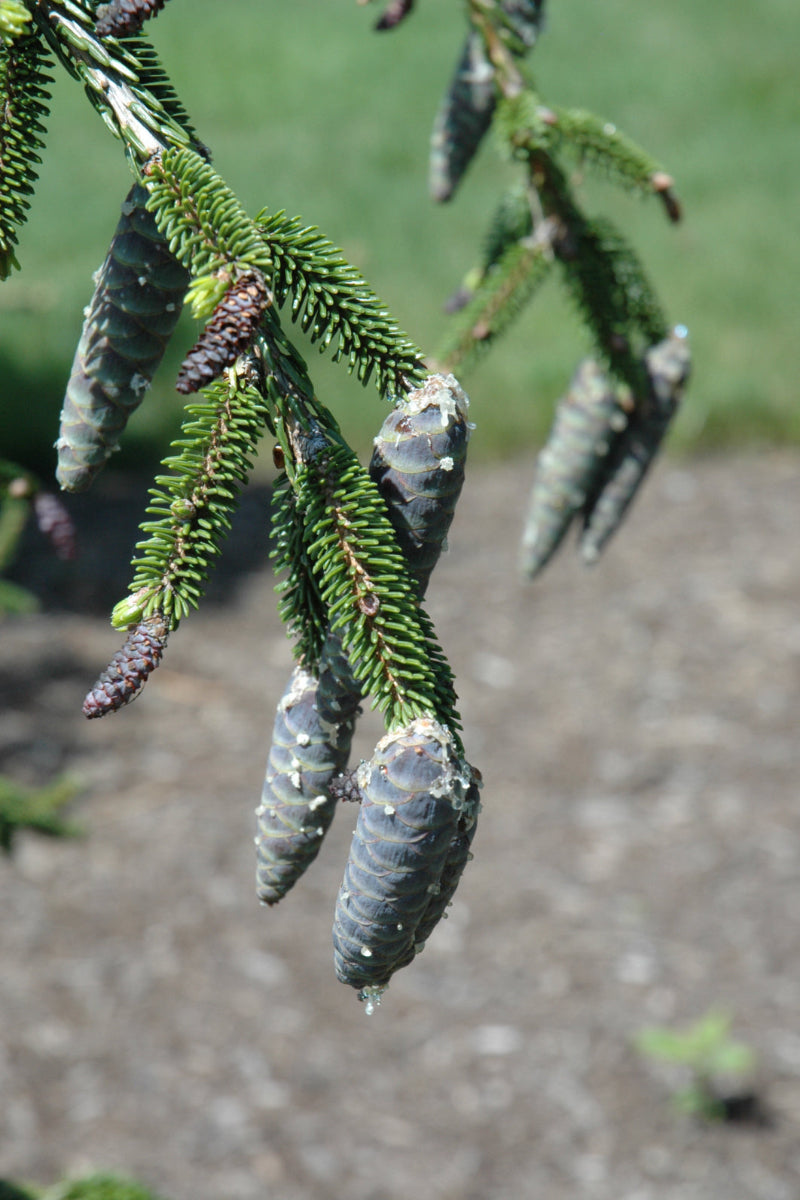 Oriental Spruce, Gowdy
