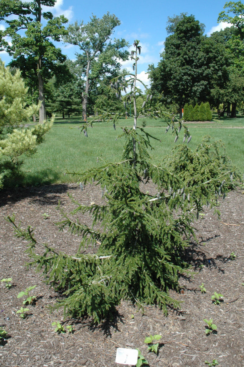 Oriental Spruce, Gowdy