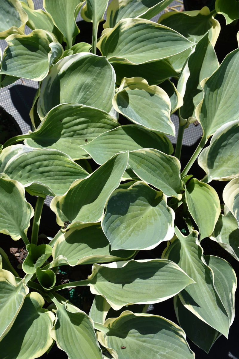 Hosta, Orion's Belt