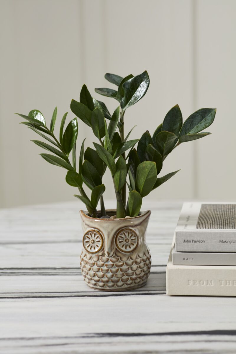 Accent Decor Great Grey Owl Bud Pot 4.75"x4.75"