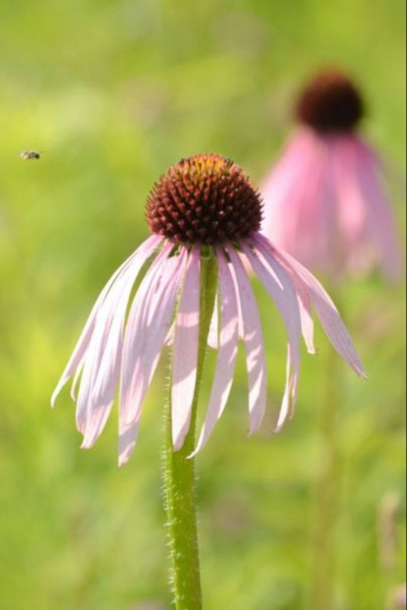 Coneflower, Prairie