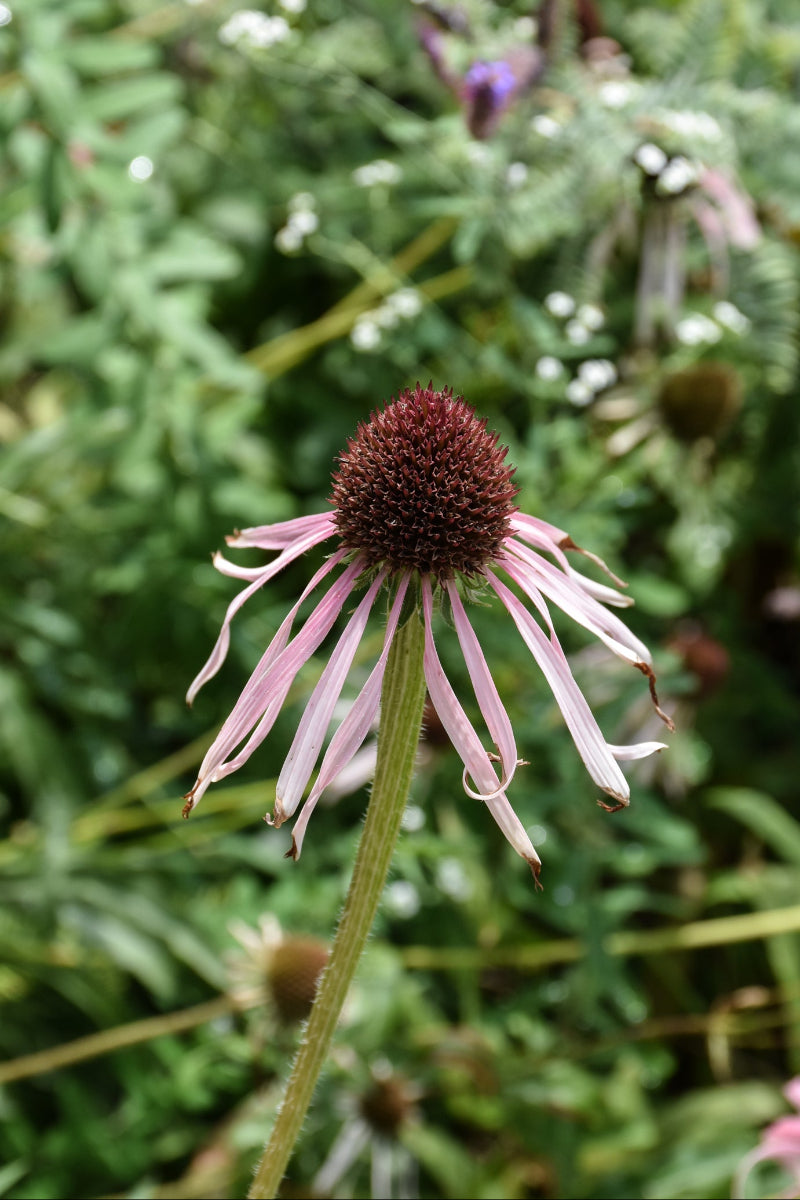 Coneflower, Prairie