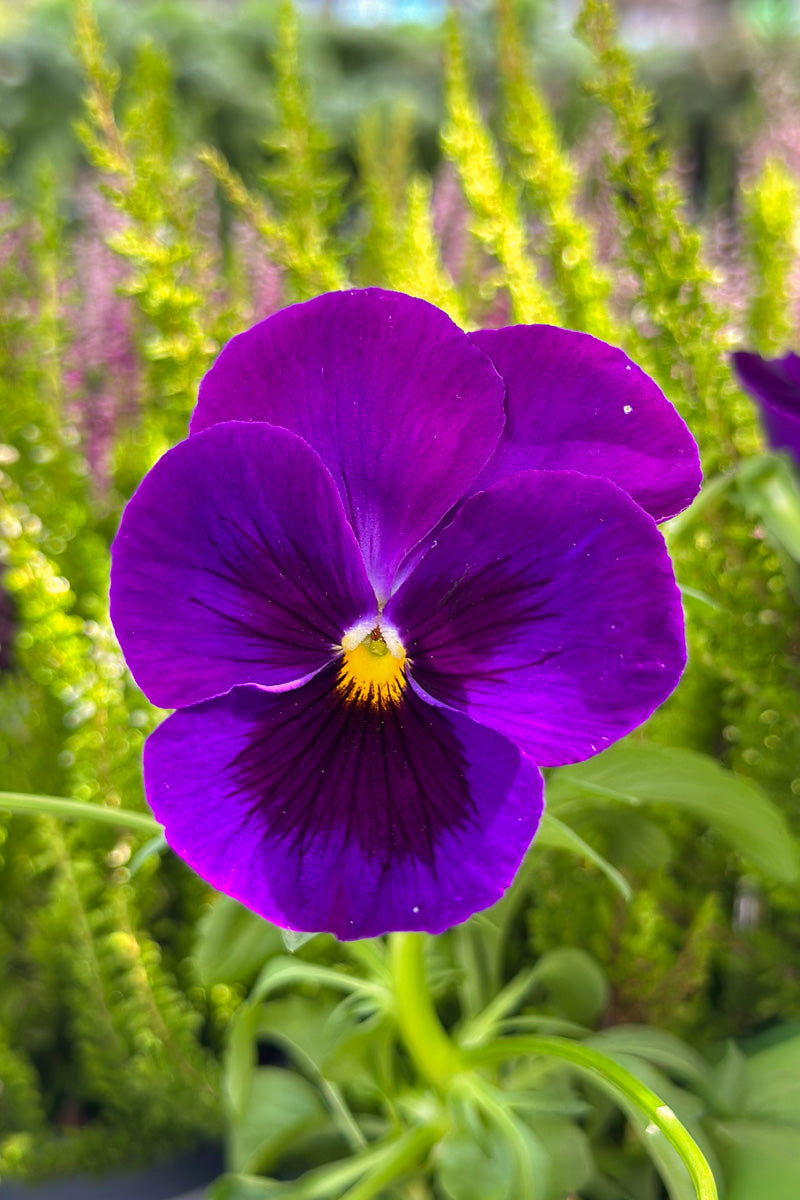 Panys, Majestic Giant II Purple Blotch