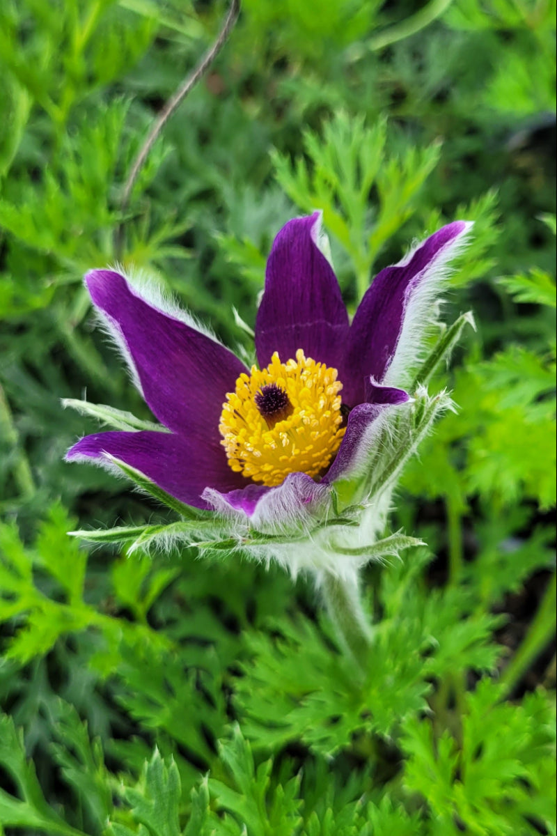 Pasque-Flower