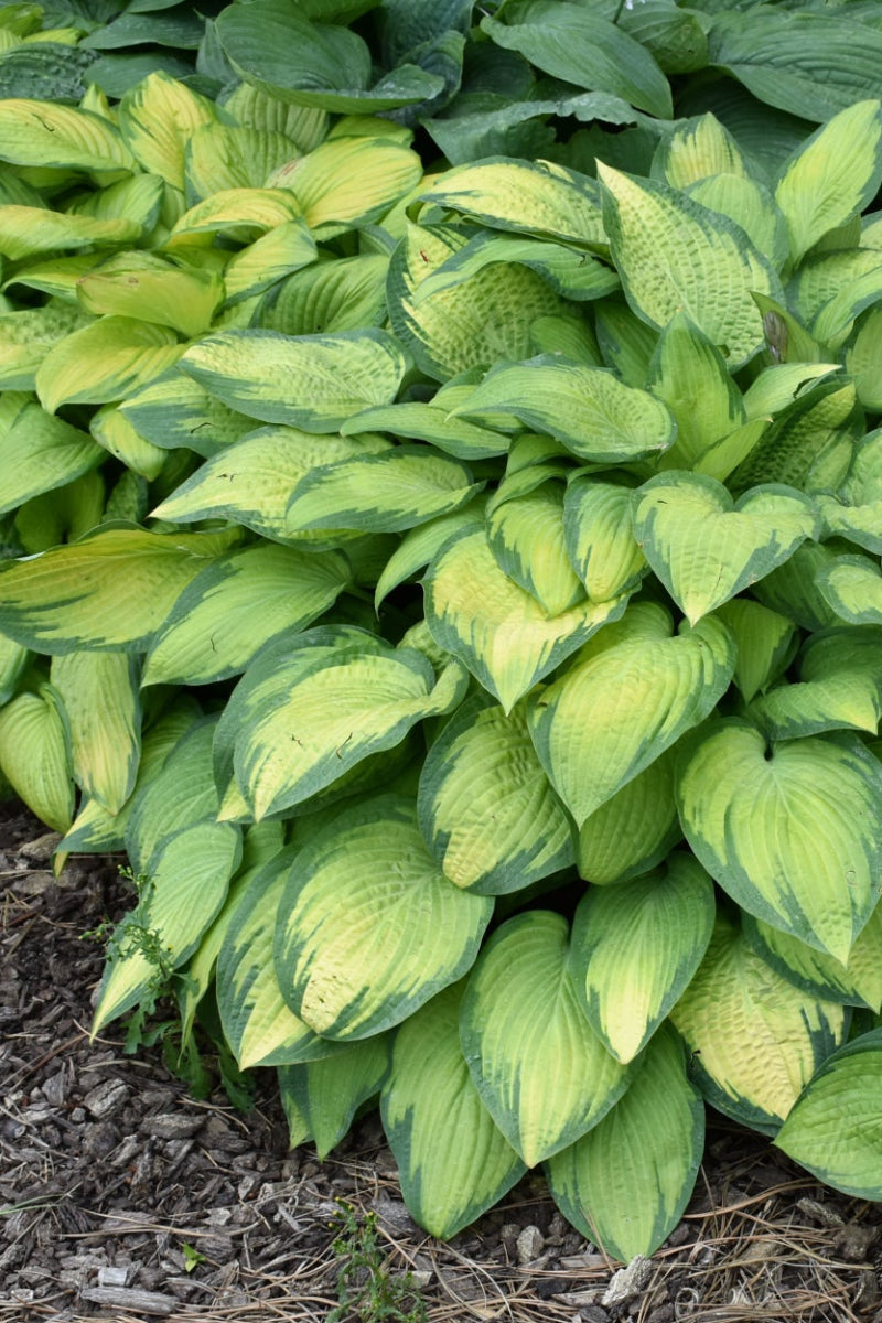 Hosta, Paul's Glory