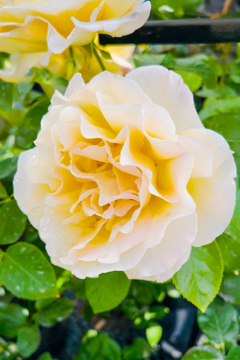 Rose, Peace