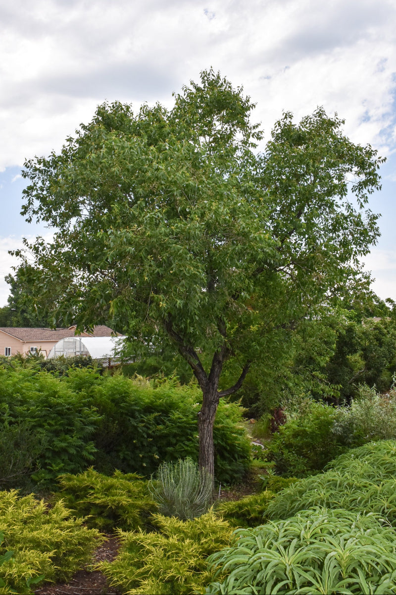 Willow, (native) Peach-Leaf