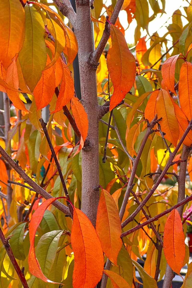 Fruit, Peach Red Haven