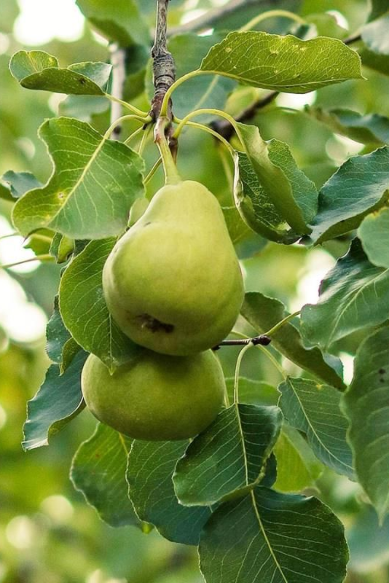 Fruit, Pear Anjou