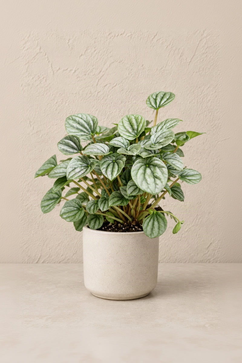 Peperomia, Caperata Frost 4"