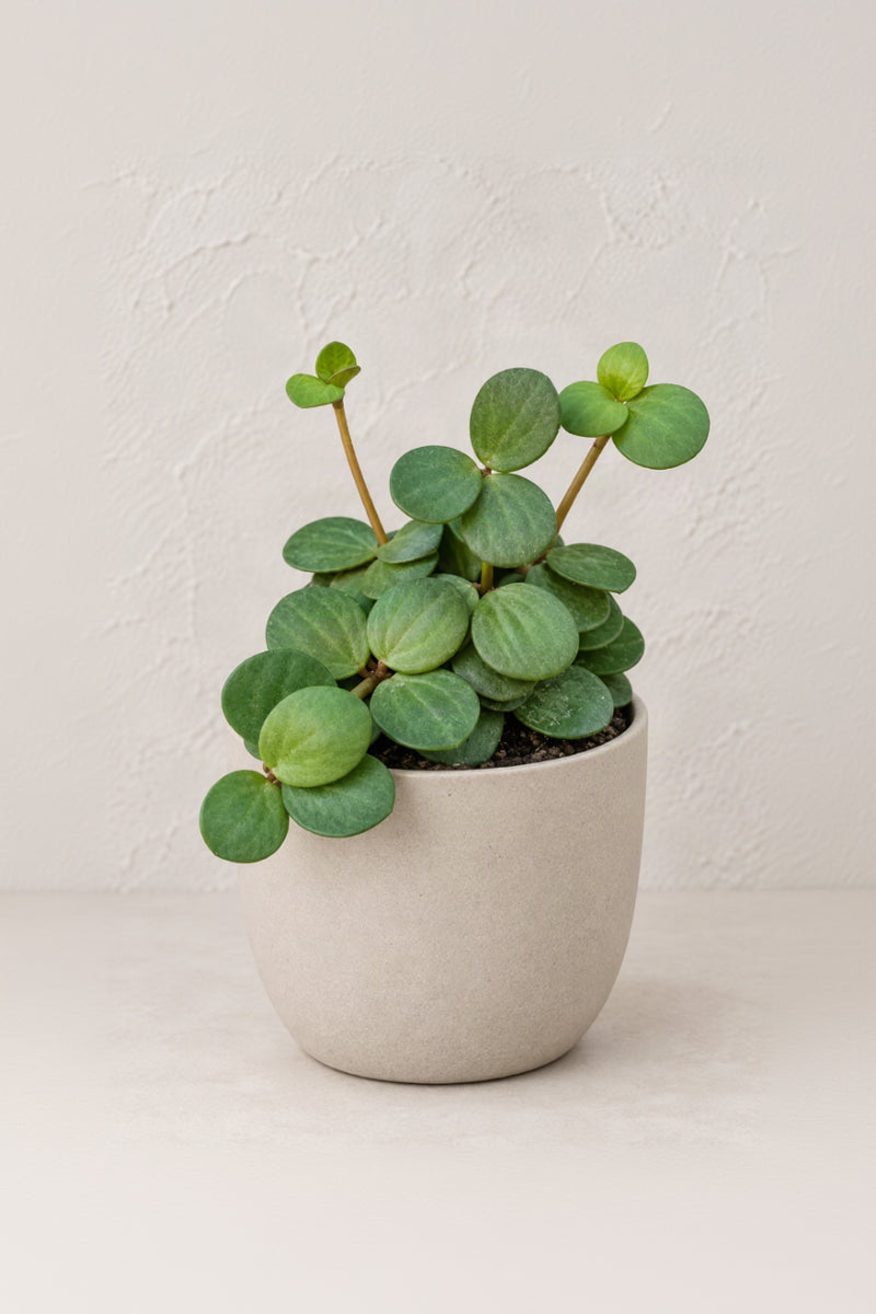 Peperomia, Hope 4"