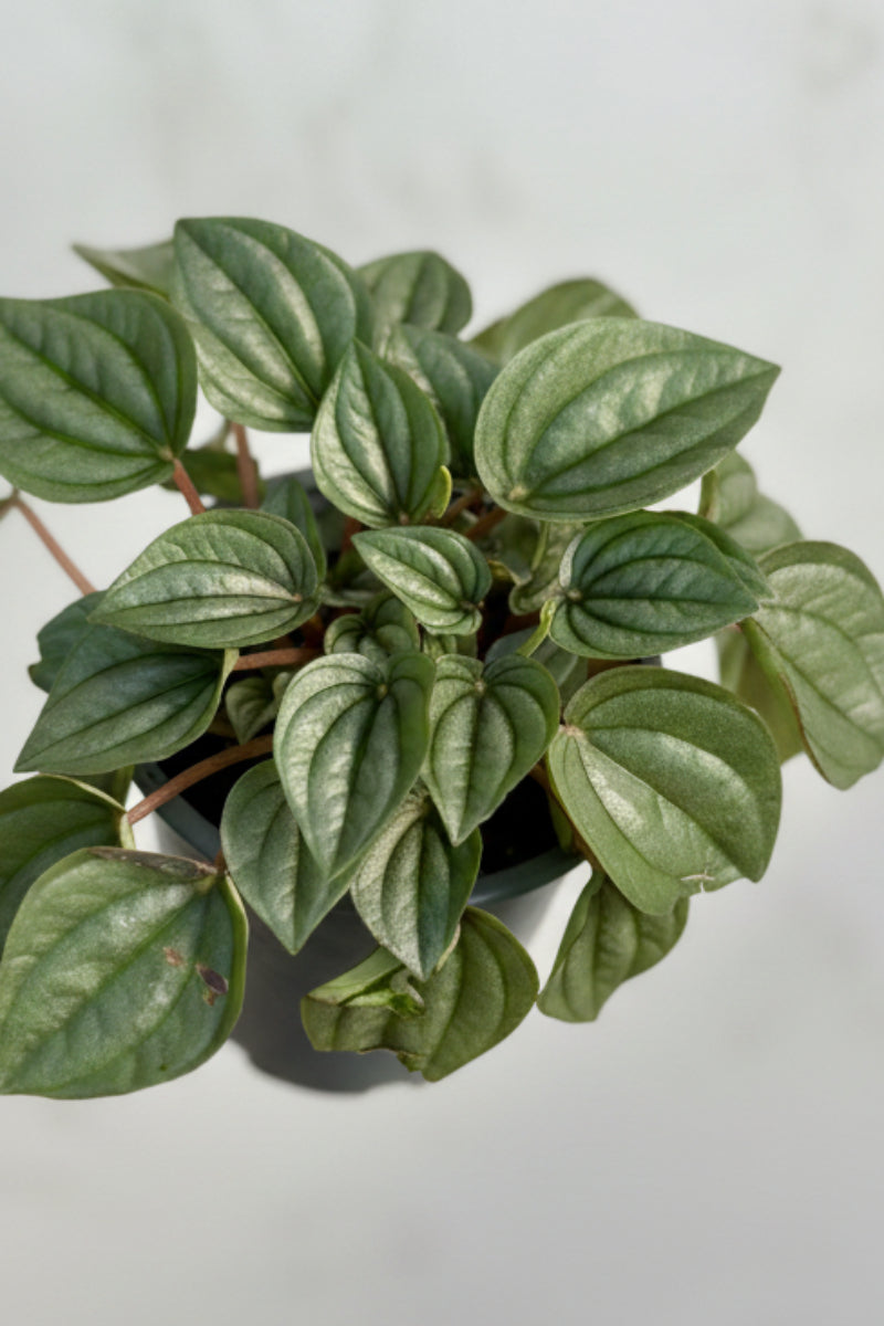 Peperomia, Napoli Nights 4"