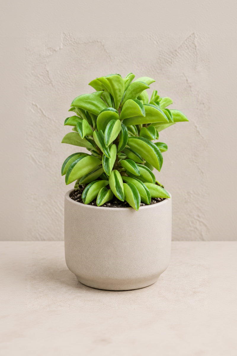 Peperomia, Taco Leaf 2.5"