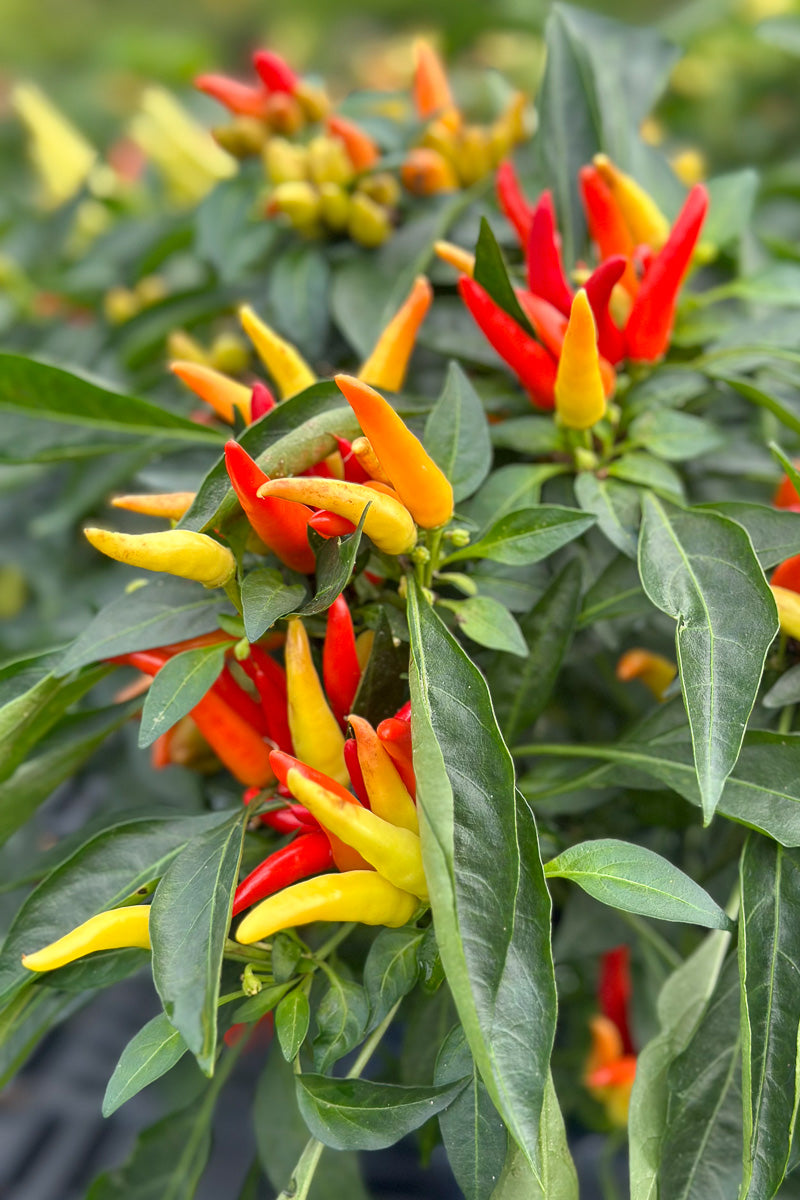 Ornamental Pepper, Chilly Chili