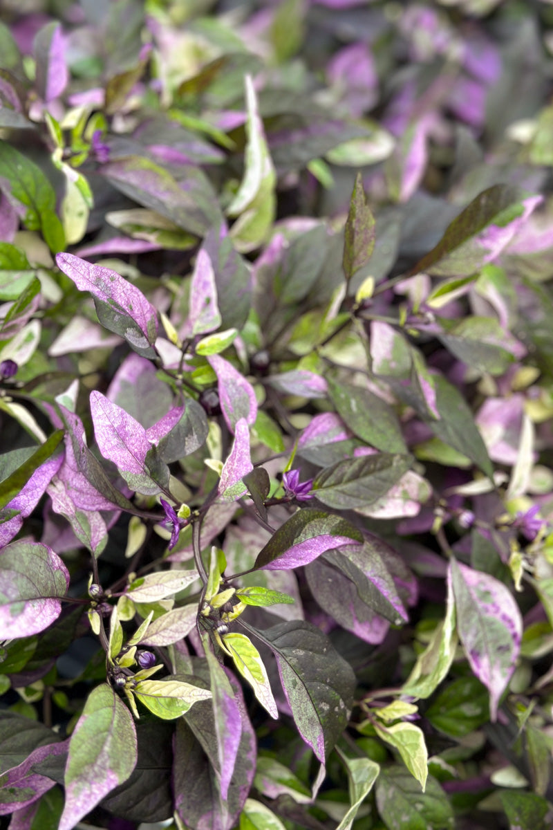 Ornamental Pepper, Purple Flash