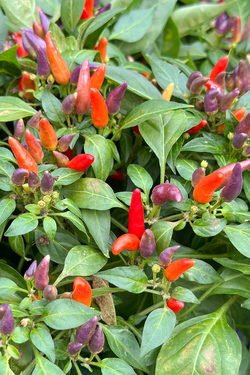 Ornamental Pepper, Sangria