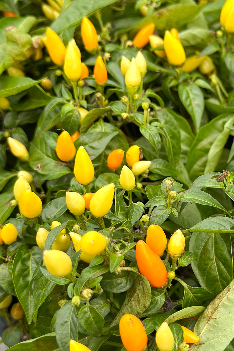 Ornamental Pepper, Sedona Sun
