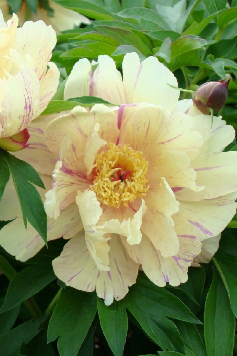 Itoh Peony, Blueberry Lemonade