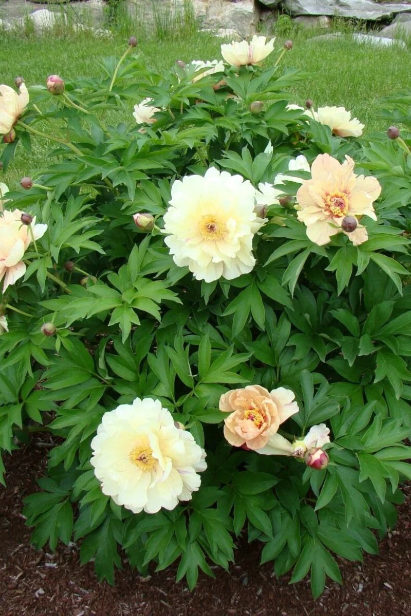 Itoh Peony, Blueberry Lemonade