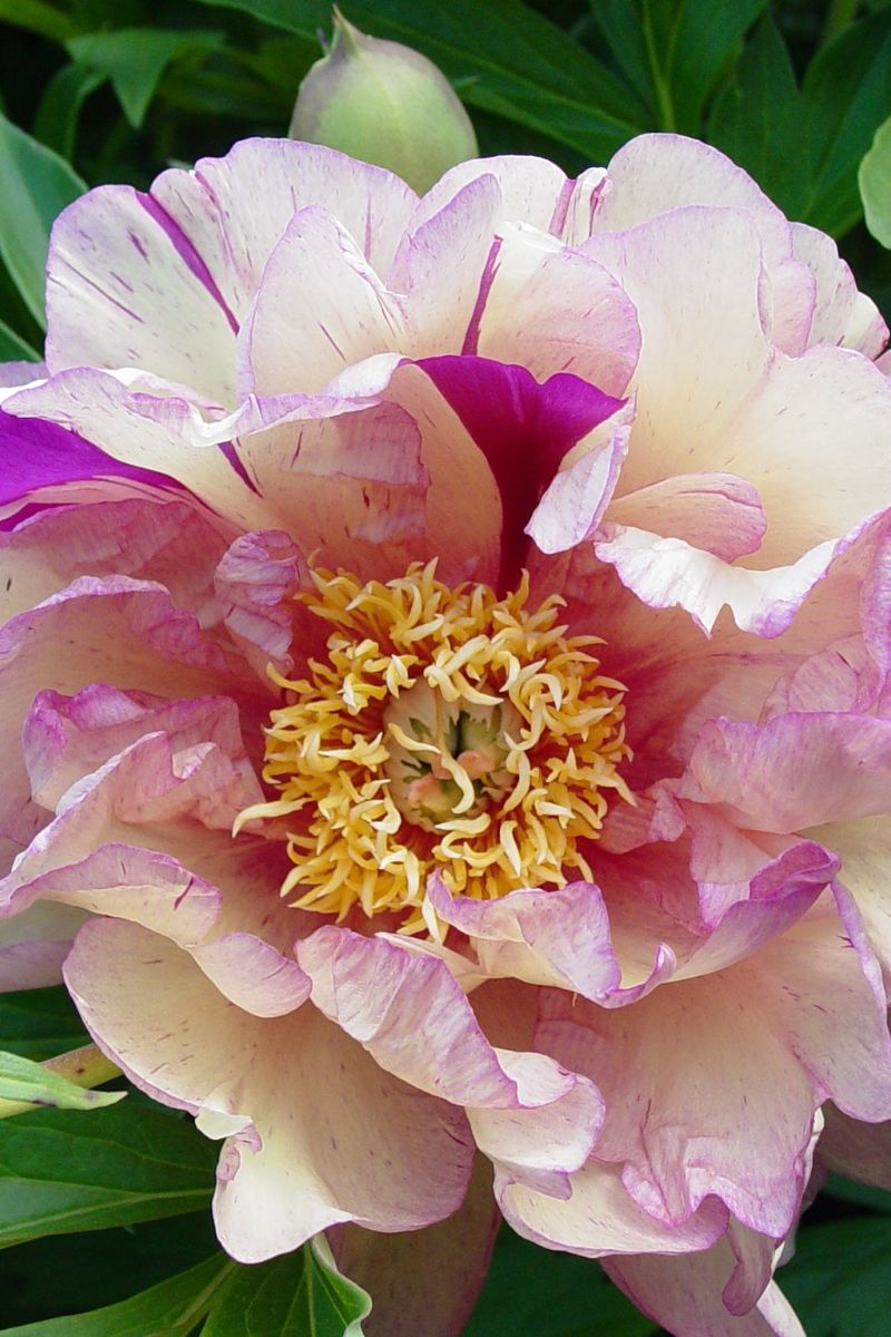 Itoh Peony, Blueberry Lemonade