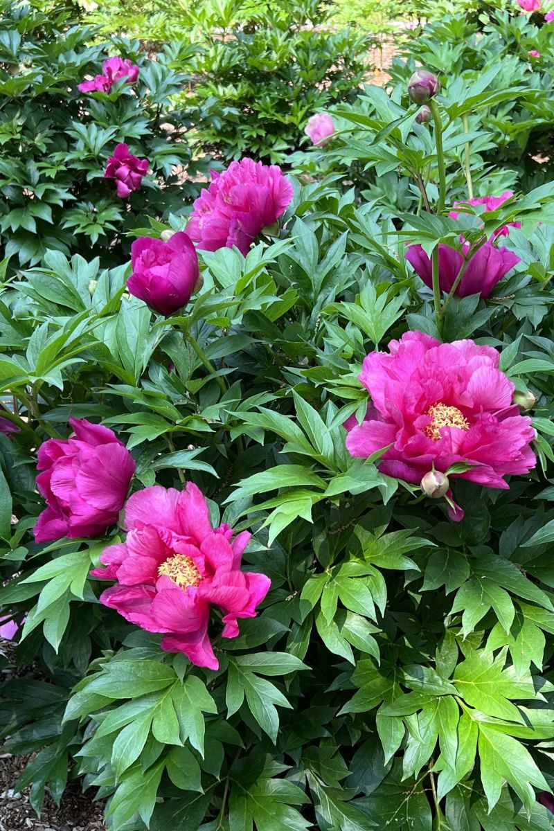 Peony, Itoh Evie Jane