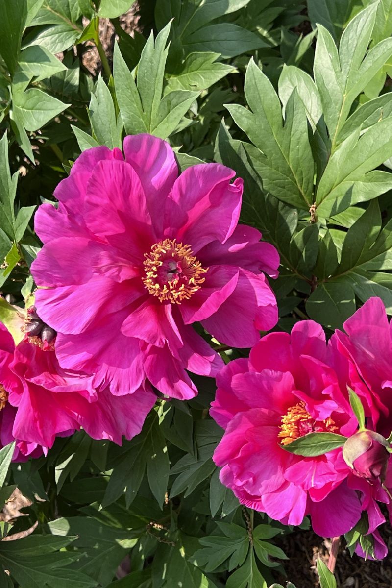 Peony, Itoh Evie Jane