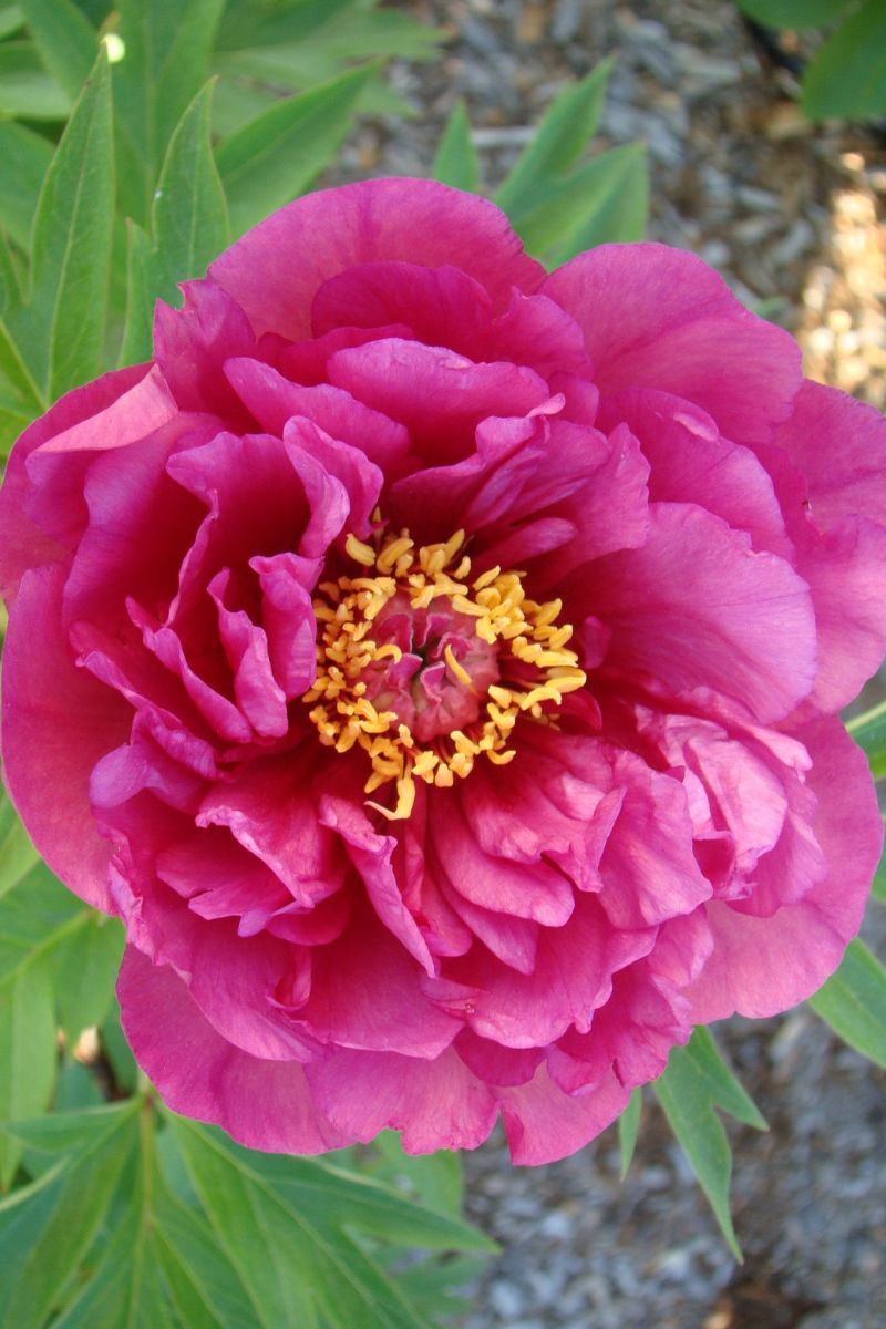 Peony, Itoh Evie Jane
