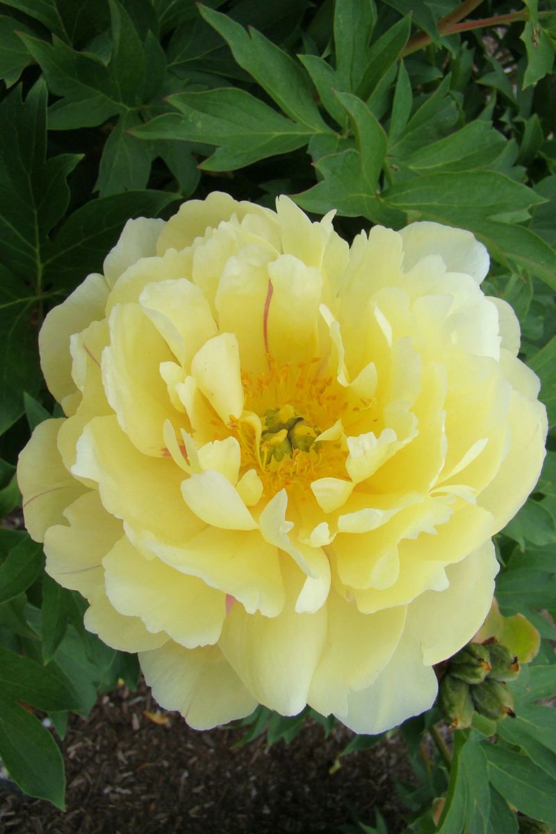Peony, Itoh Pineapple
