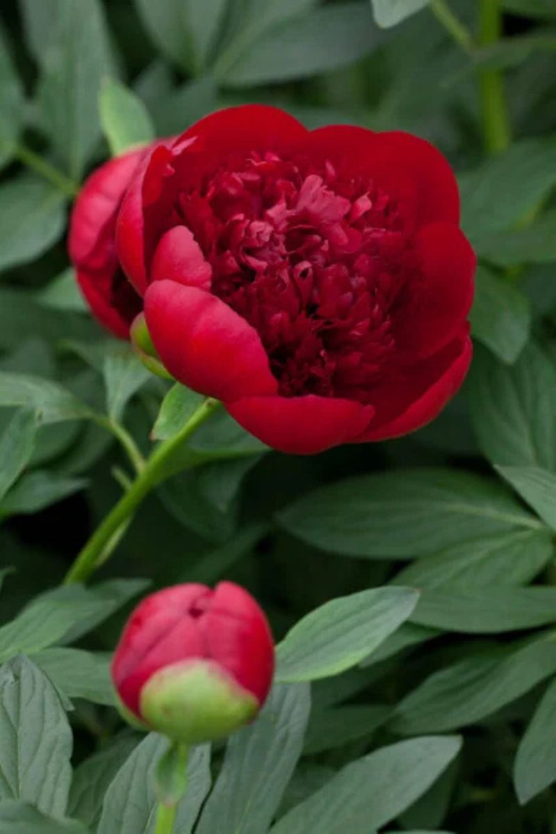 Peony, Red Charm