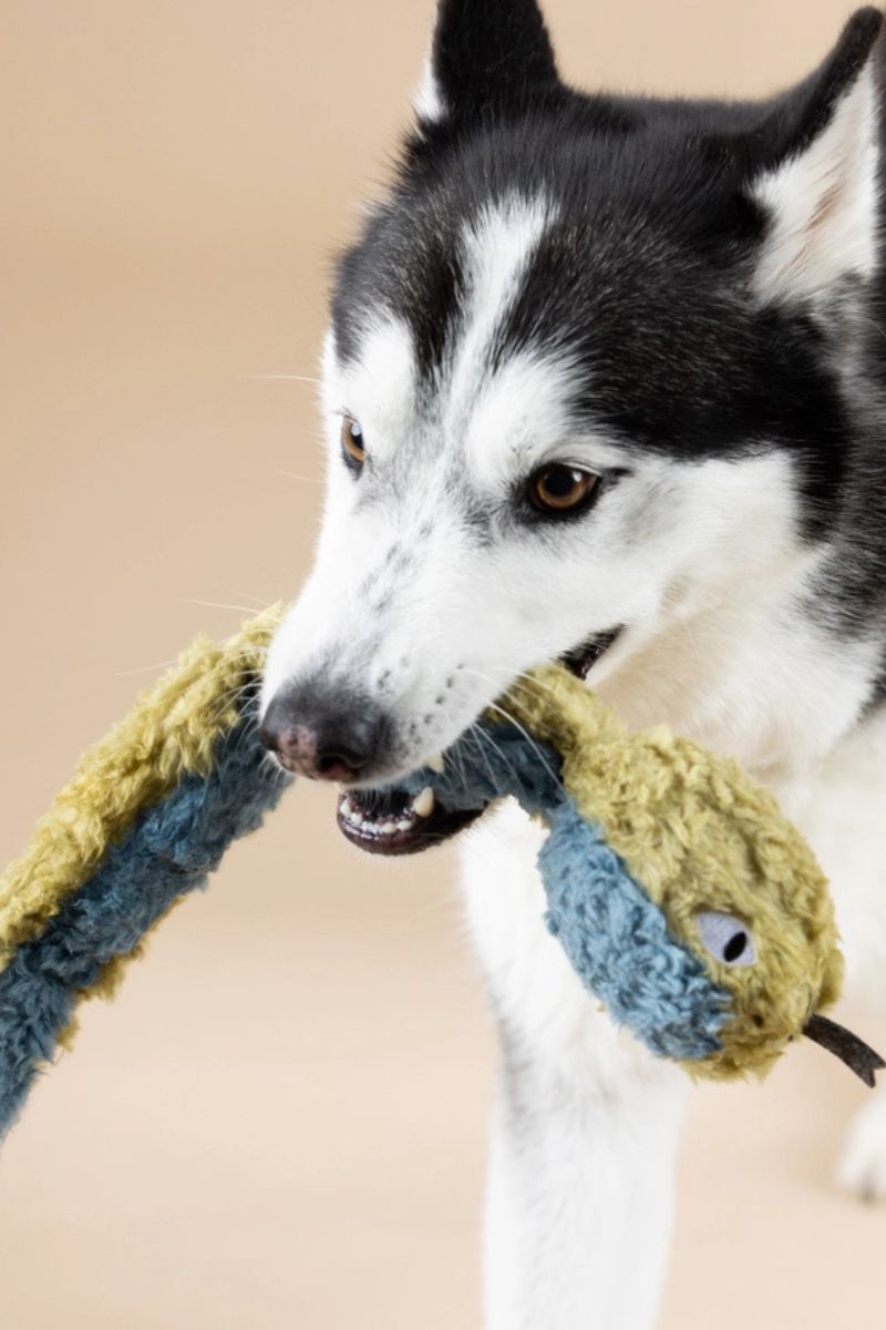 Petshop by Fringe Don't Get Wrapped Up Dog Toy