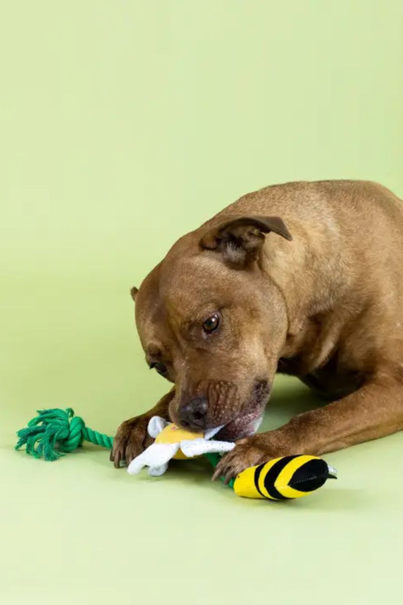 Petshop by Fringe I'm Pollen for You Plush