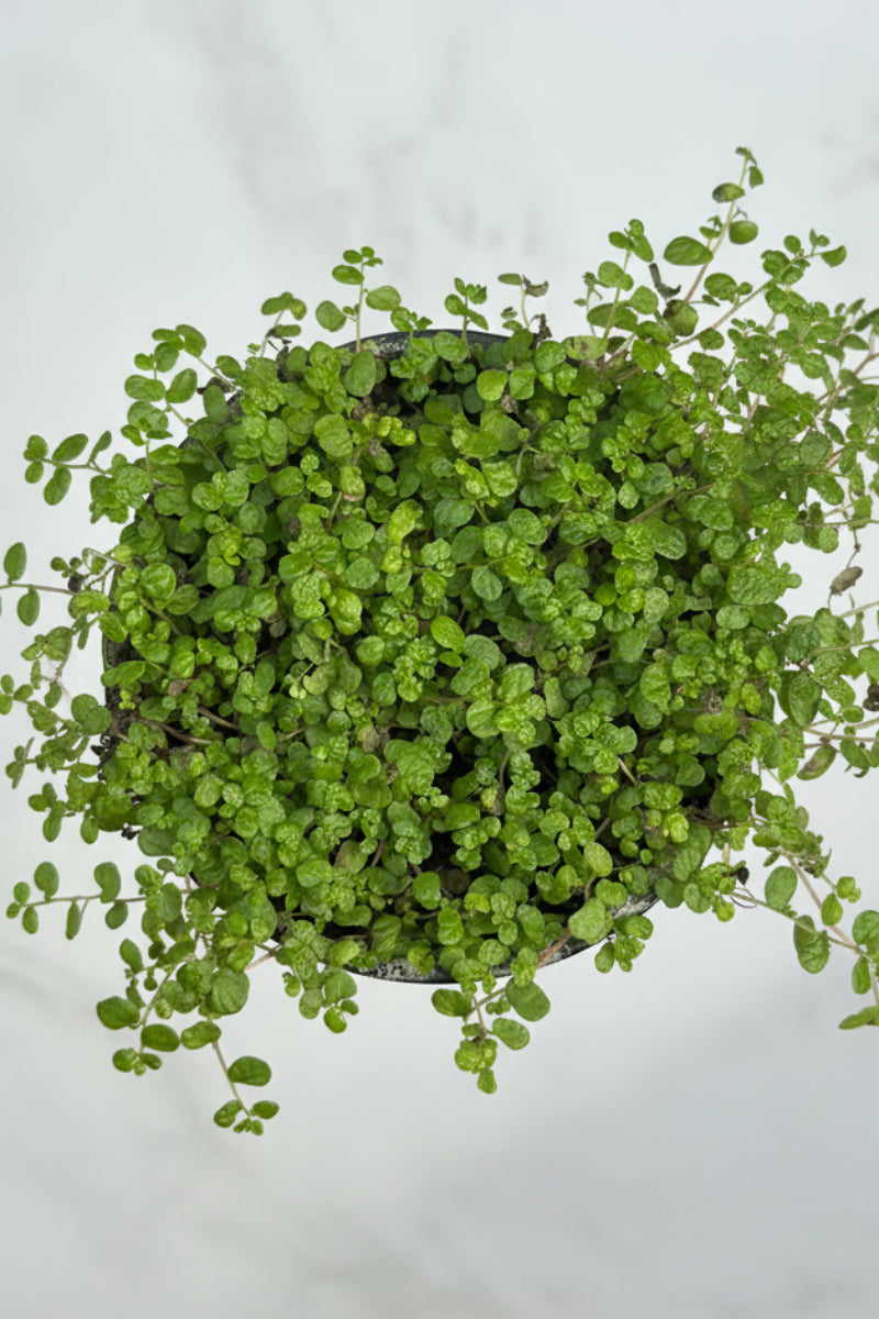 Pilea, Baby Tears 4"