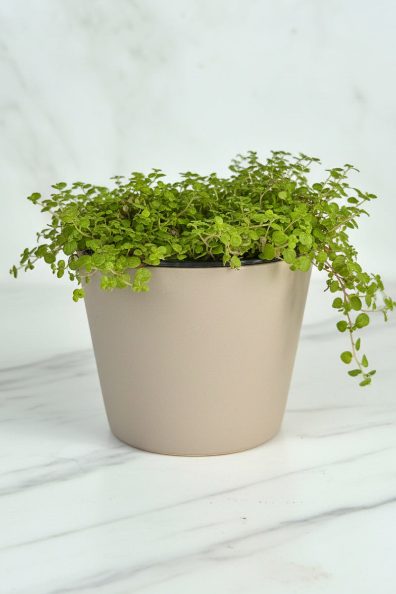 Pilea, Baby Tears 4"