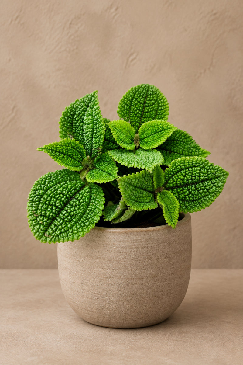 Pilea, Moonvalley 4"
