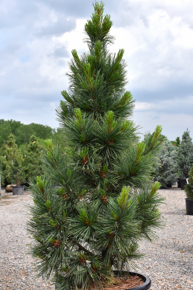 Pine, Swiss Stone Algonquin Pillar