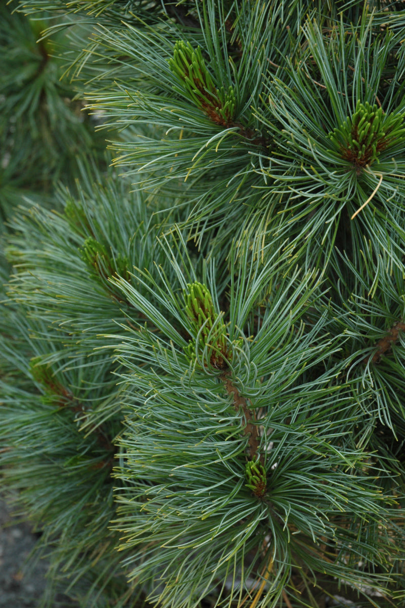 Pine, Swiss Stone Algonquin Pillar