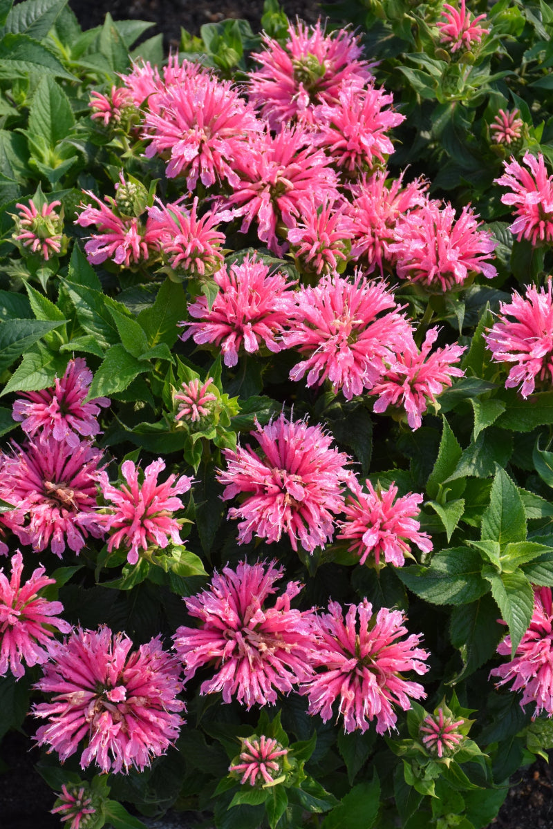 Bee Balm, Pink Lace