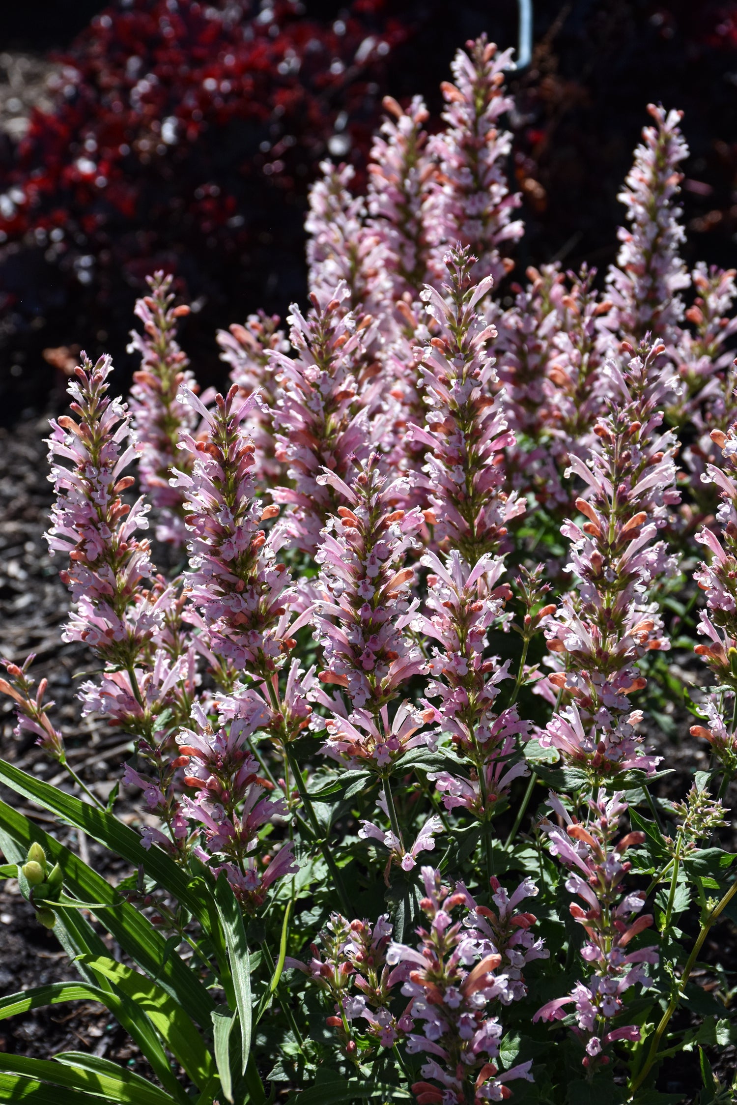 Agastache, Pink Pearl