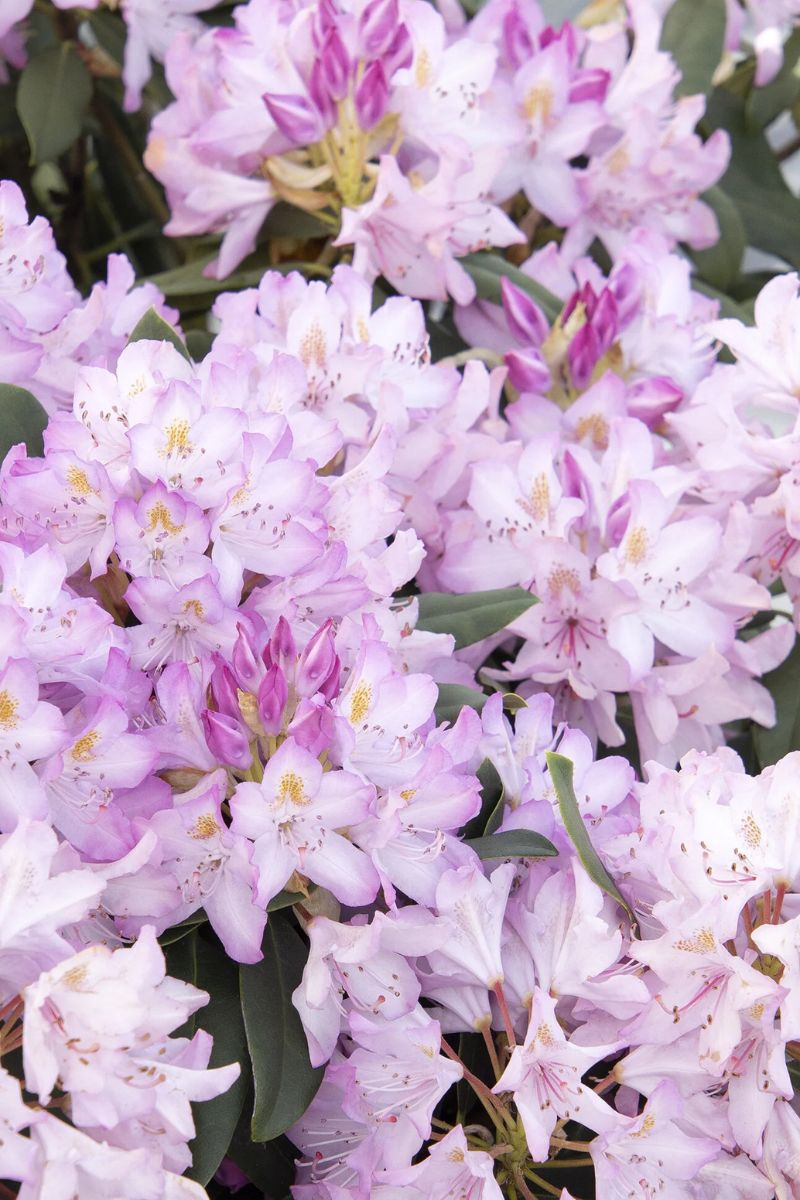 Rhododendron, Pink Rosebay