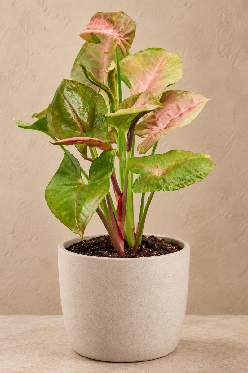 Syngonium Nephthytis Pink 6"