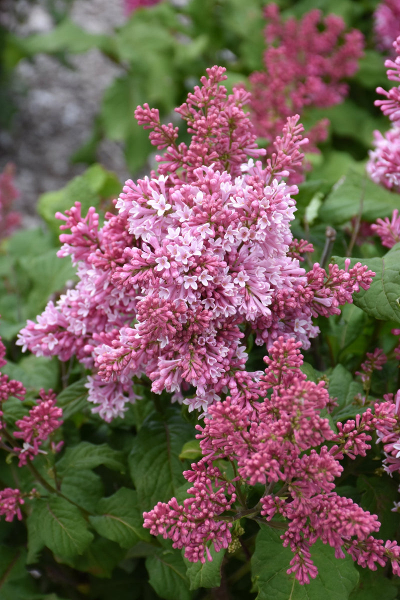 Lilac, Pinktini