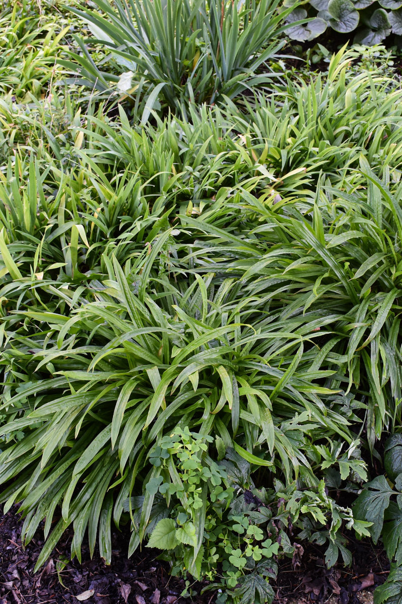 Grass, Sedge Plantain-leaf
