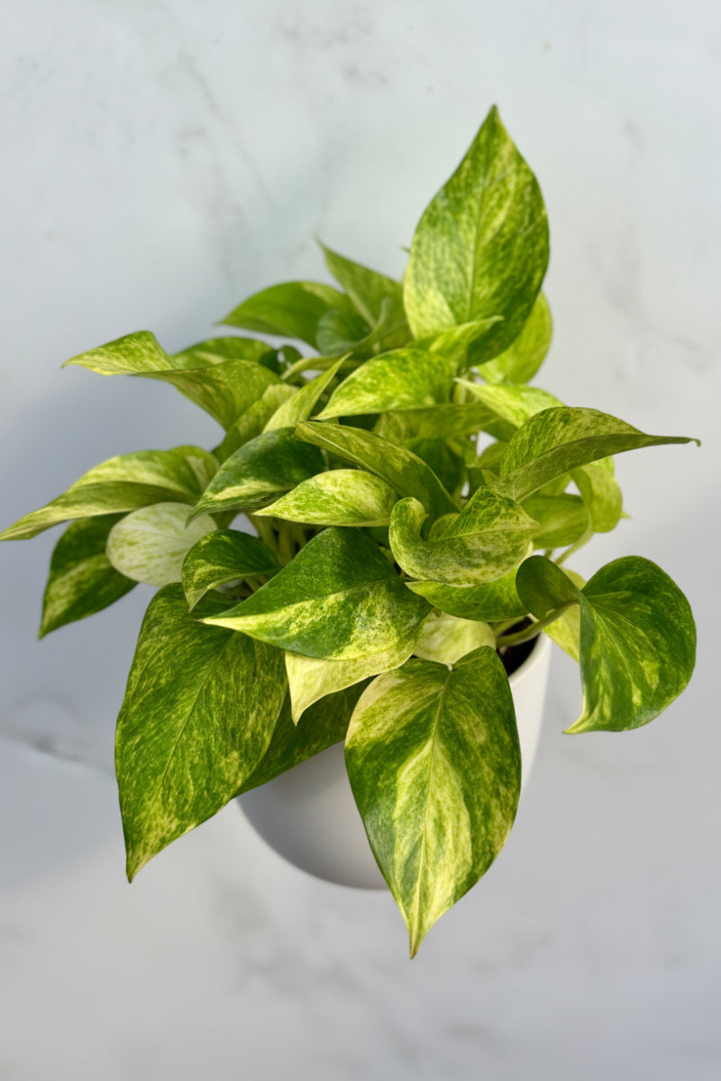 Pothos, Neon Queen 6"