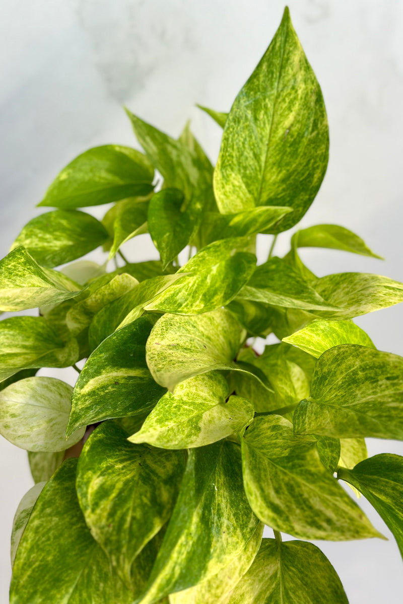 Pothos, Neon Queen 6"