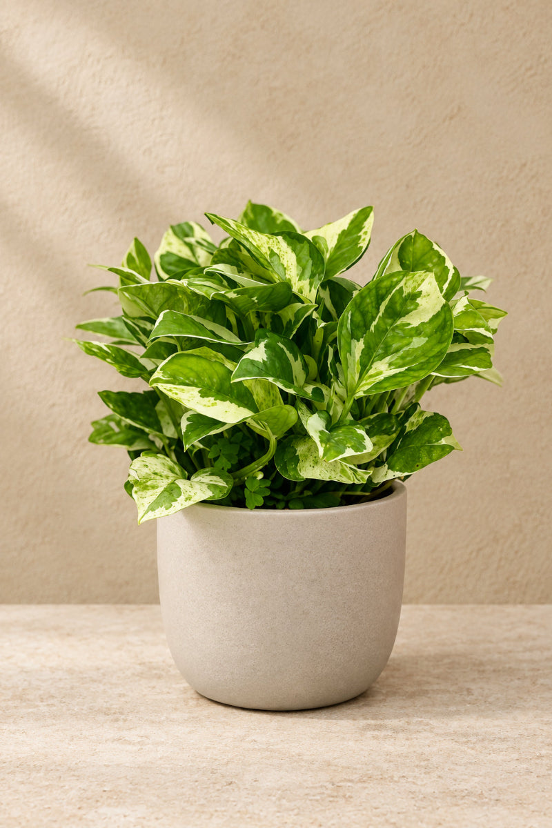Pothos, Pearls and Jade 6"
