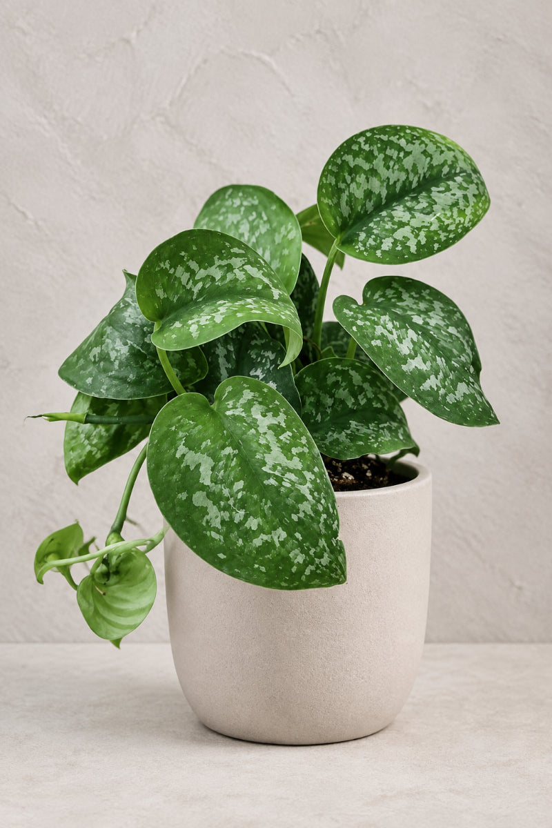 Pothos, Silver Splash 4"