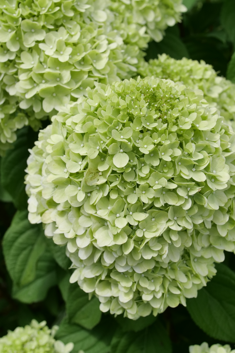 Hydrangea, Paniculata Powerball