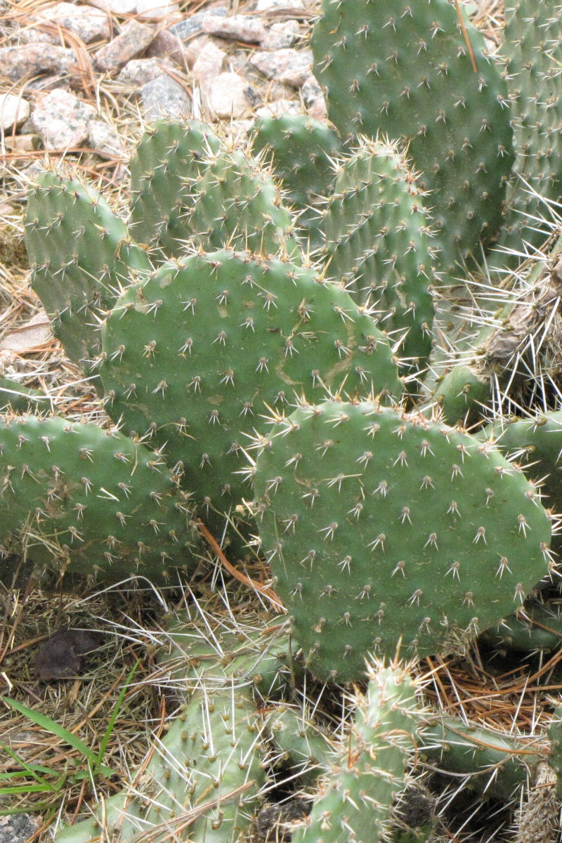 Cactus, Prickly Pear
